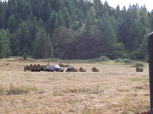 Haying behind House Site