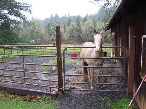 Jerry Jeff standing in Rain